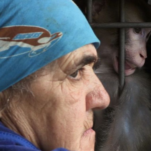 Documentarul românesc „Ouăle lui Tarzan“, în premieră mondială la TIFF